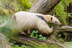 Tamandua
