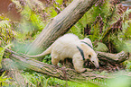 Tamandua