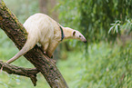 Tamandua