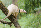 Tamandua