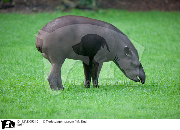 tapir / MAZ-05316