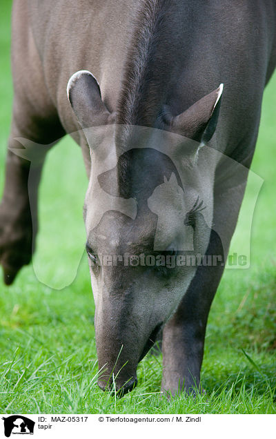 tapir / MAZ-05317