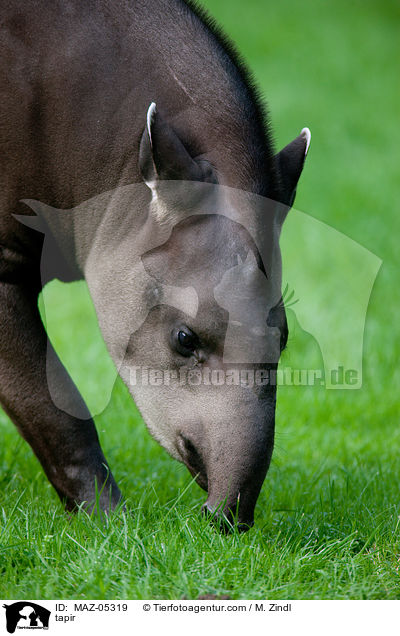 tapir / MAZ-05319