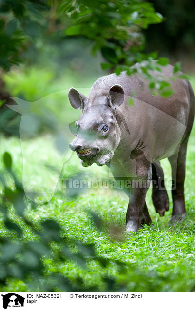 tapir / MAZ-05321
