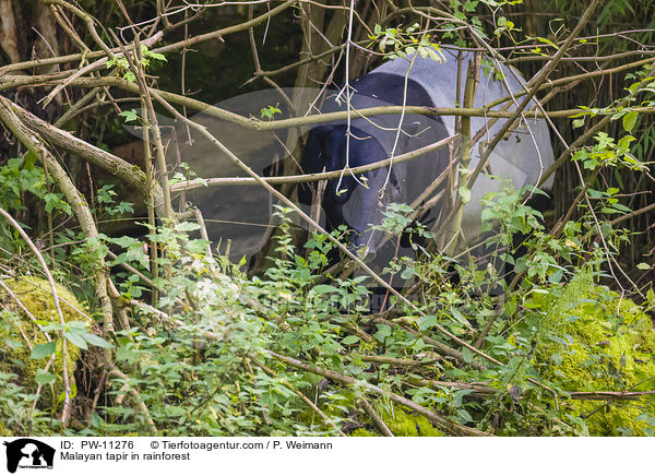 Schabrackentapir im Regenwald / Malayan tapir in rainforest / PW-11276