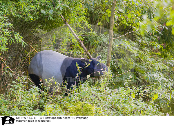 Malayan tapir in rainforest / PW-11278