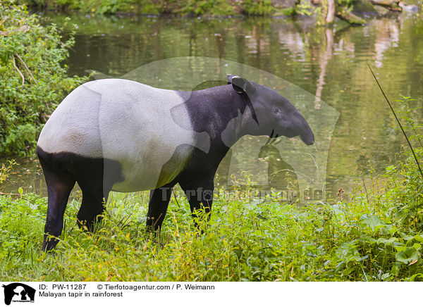 Schabrackentapir im Regenwald / Malayan tapir in rainforest / PW-11287