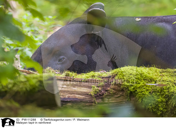 Malayan tapir in rainforest / PW-11288