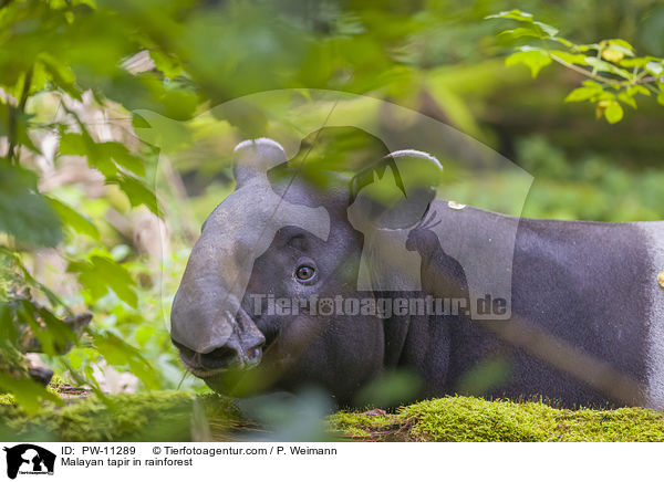 Schabrackentapir im Regenwald / Malayan tapir in rainforest / PW-11289