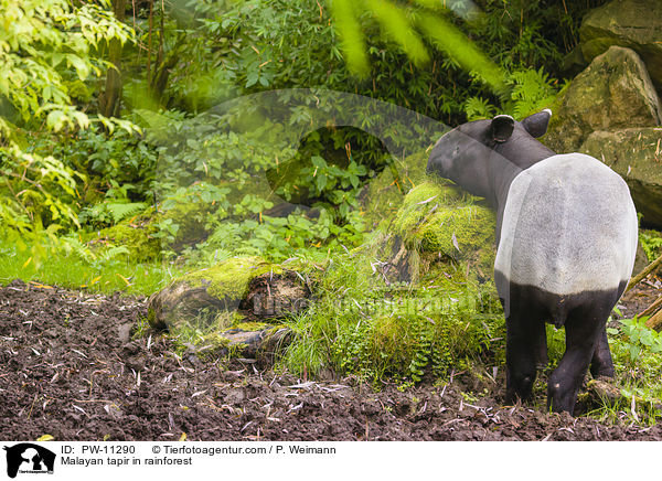Schabrackentapir im Regenwald / Malayan tapir in rainforest / PW-11290