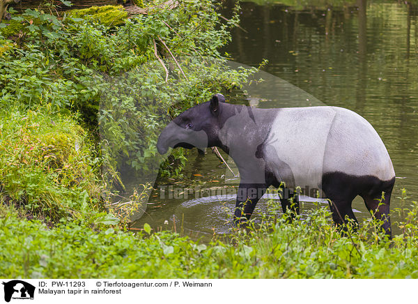 Malayan tapir in rainforest / PW-11293