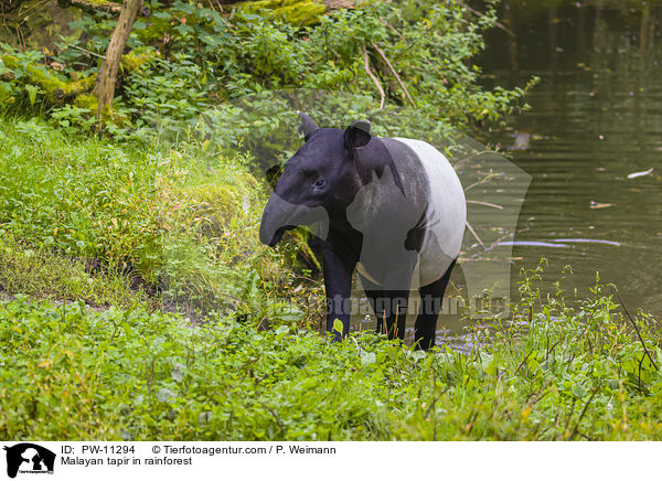 Malayan tapir in rainforest / PW-11294