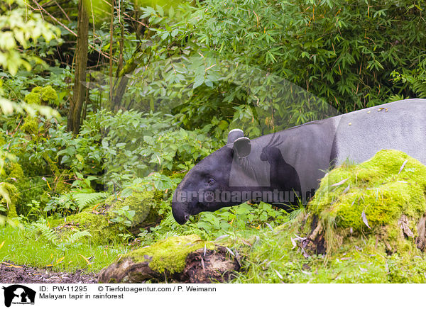 Malayan tapir in rainforest / PW-11295