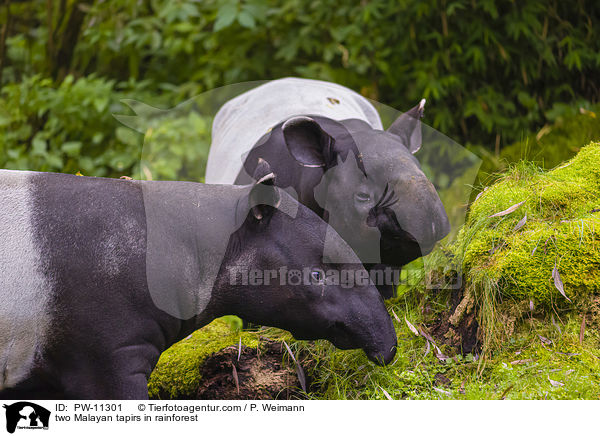 two Malayan tapirs in rainforest / PW-11301