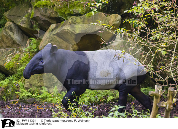 Malayan tapir in rainforest / PW-11334