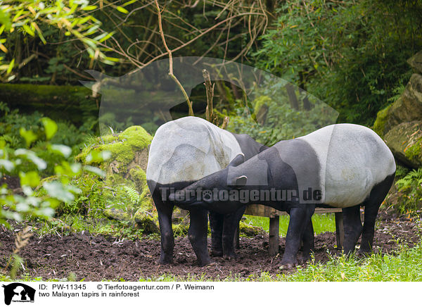 zwei Schabrackentapire im Regenwald / two Malayan tapirs in rainforest / PW-11345