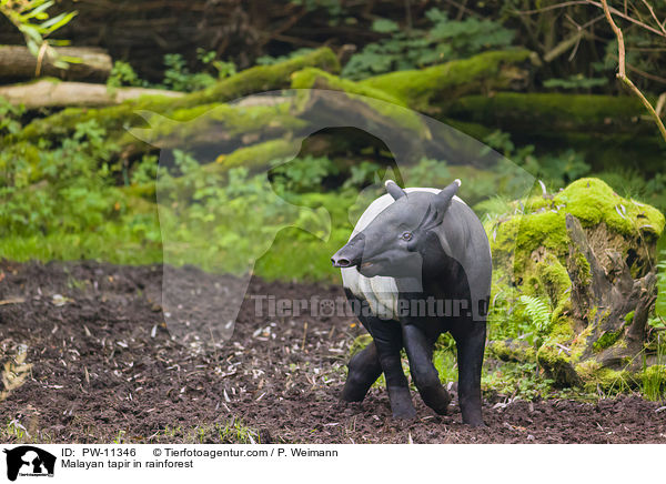 Schabrackentapir im Regenwald / Malayan tapir in rainforest / PW-11346