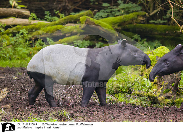 two Malayan tapirs in rainforest / PW-11347