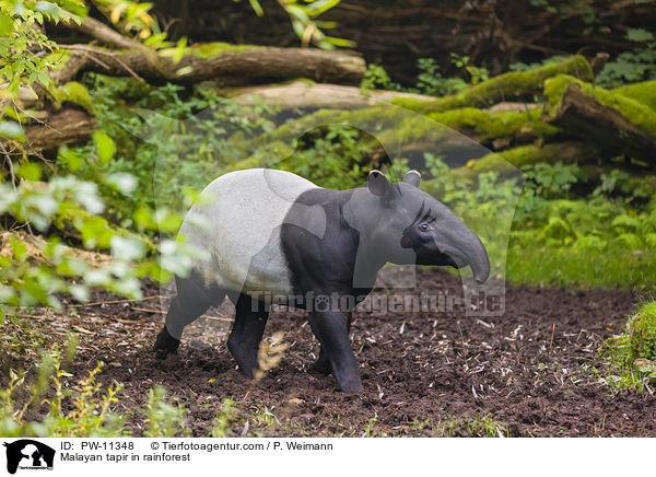 Schabrackentapir im Regenwald / Malayan tapir in rainforest / PW-11348