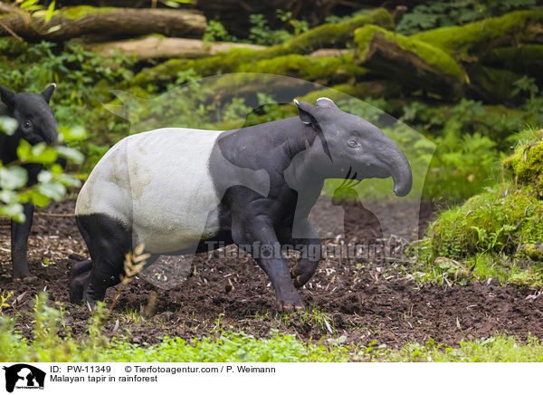 Malayan tapir in rainforest / PW-11349
