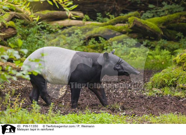 Malayan tapir in rainforest / PW-11350