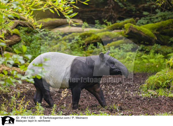 Schabrackentapir im Regenwald / Malayan tapir in rainforest / PW-11351