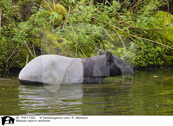 Schabrackentapir im Regenwald / Malayan tapir in rainforest / PW-11352