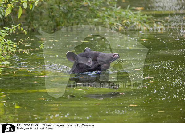 Schabrackentapir im Regenwald / Malayan tapir in rainforest / PW-11353