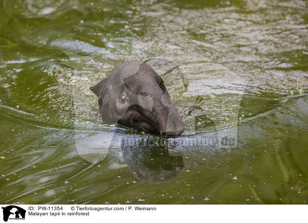 Schabrackentapir im Regenwald / Malayan tapir in rainforest / PW-11354