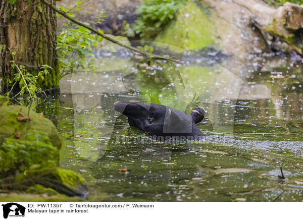 Malayan tapir in rainforest / PW-11357
