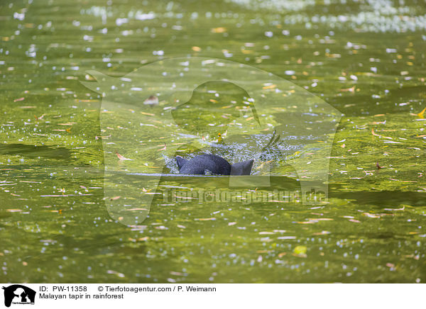 Malayan tapir in rainforest / PW-11358