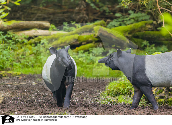 two Malayan tapirs in rainforest / PW-11359