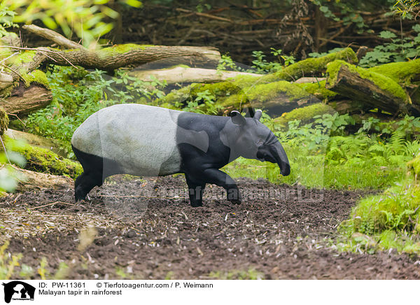 Schabrackentapir im Regenwald / Malayan tapir in rainforest / PW-11361