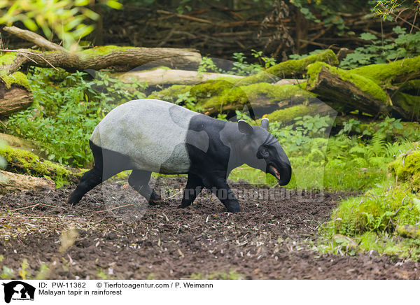 Malayan tapir in rainforest / PW-11362