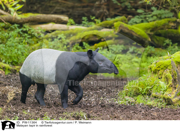 Malayan tapir in rainforest / PW-11364