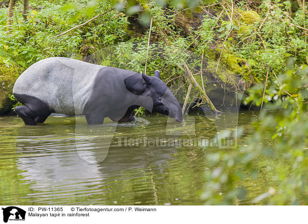 Schabrackentapir im Regenwald / Malayan tapir in rainforest / PW-11365
