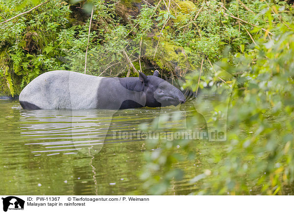 Schabrackentapir im Regenwald / Malayan tapir in rainforest / PW-11367