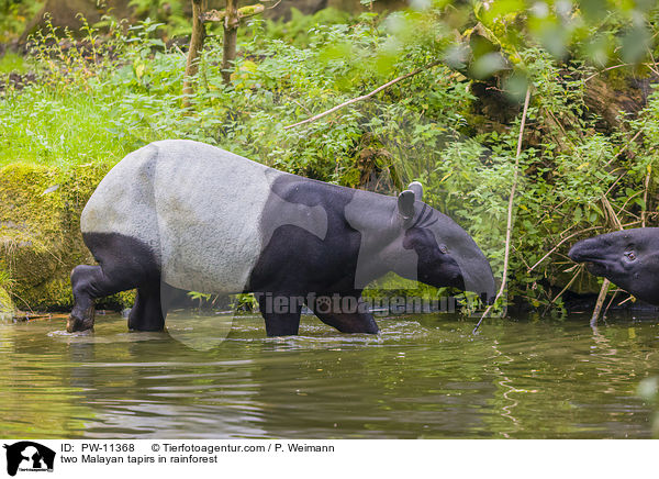 two Malayan tapirs in rainforest / PW-11368