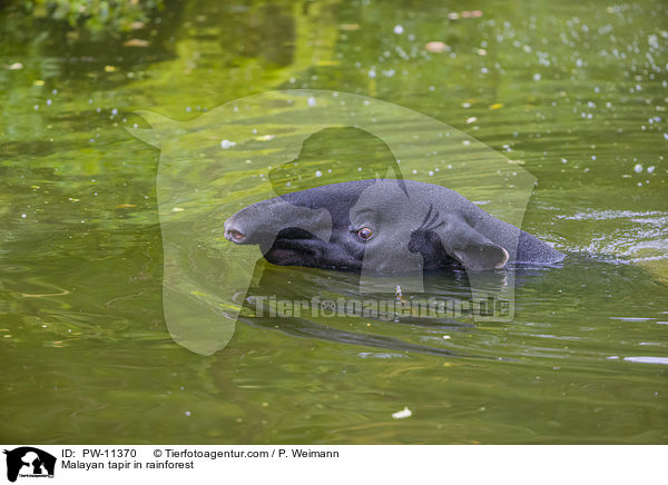 Malayan tapir in rainforest / PW-11370