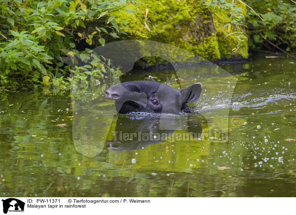 Malayan tapir in rainforest / PW-11371