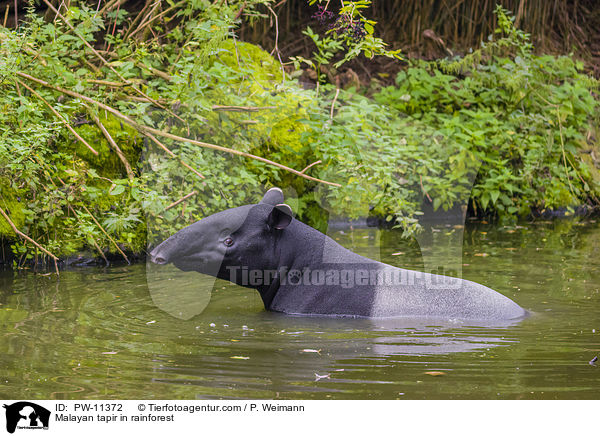 Malayan tapir in rainforest / PW-11372