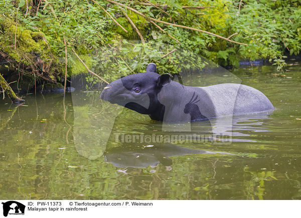 Schabrackentapir im Regenwald / Malayan tapir in rainforest / PW-11373