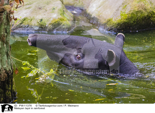 Schabrackentapir im Regenwald / Malayan tapir in rainforest / PW-11376