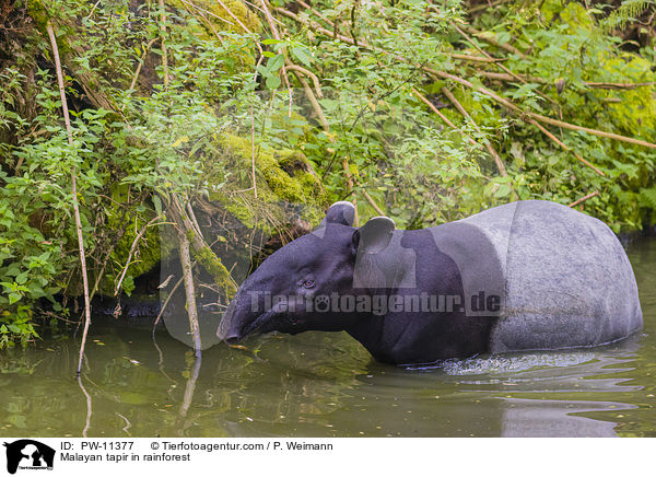 Malayan tapir in rainforest / PW-11377