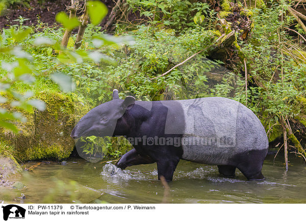 Schabrackentapir im Regenwald / Malayan tapir in rainforest / PW-11379