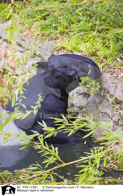 Schabrackentapir im Regenwald / Malayan tapir in rainforest / PW-11381