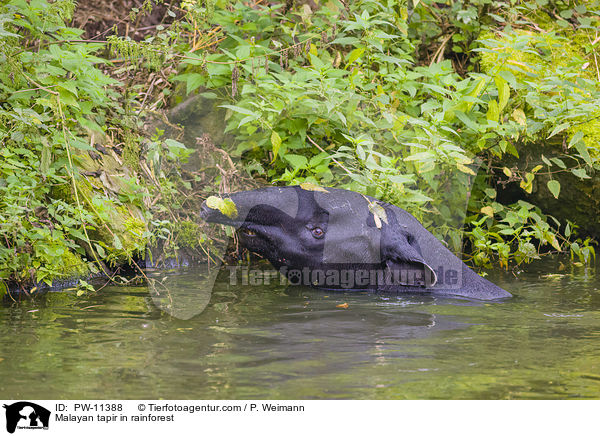 Malayan tapir in rainforest / PW-11388