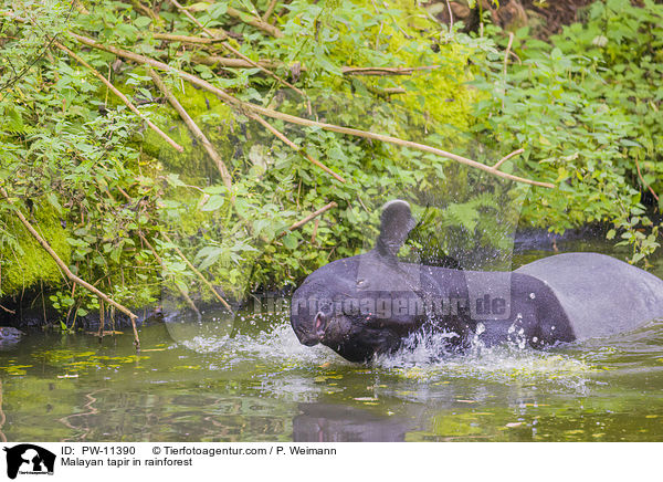 Schabrackentapir im Regenwald / Malayan tapir in rainforest / PW-11390