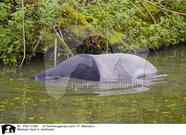 Schabrackentapir im Regenwald / Malayan tapir in rainforest / PW-11394