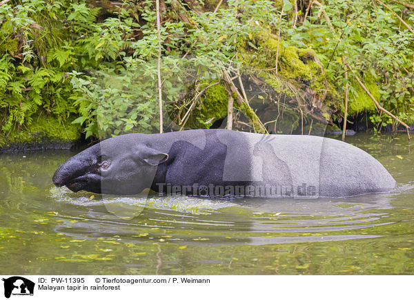 Schabrackentapir im Regenwald / Malayan tapir in rainforest / PW-11395